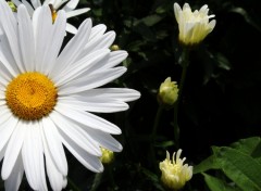 Wallpapers Nature Marguerites