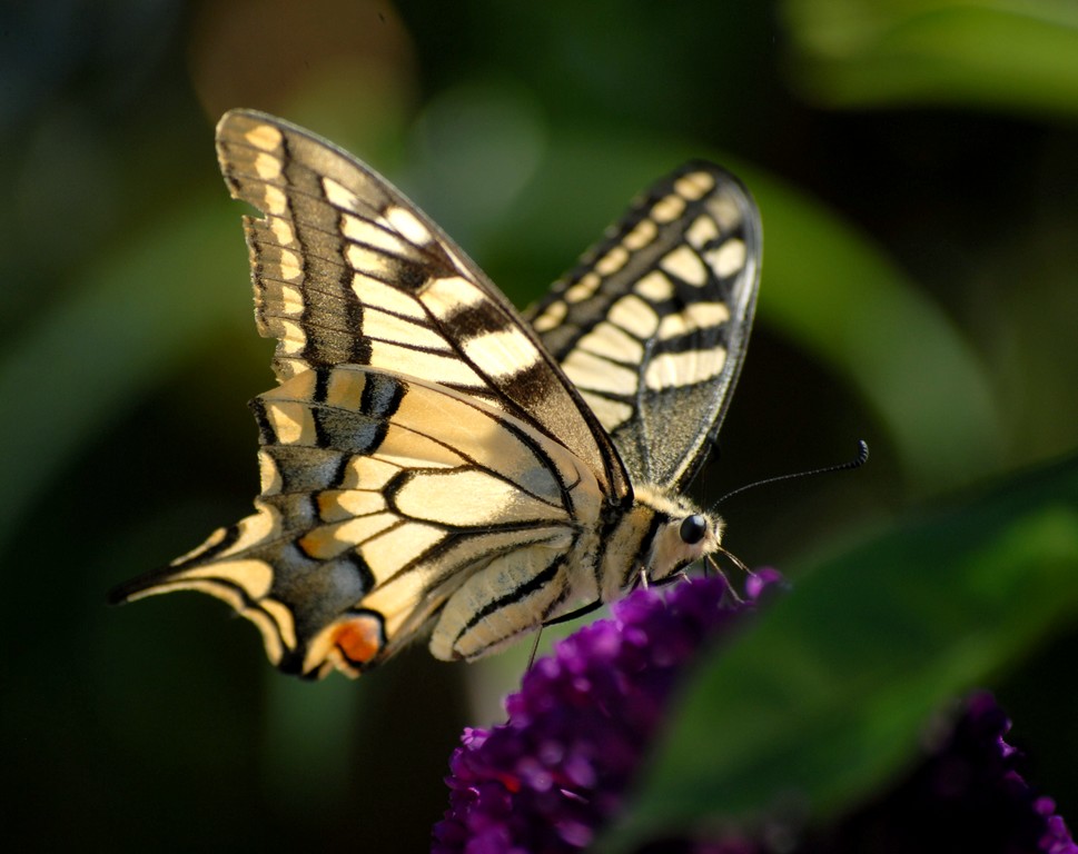 Fonds d'cran Animaux Insectes - Papillons papillon