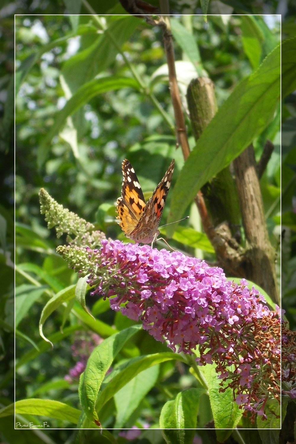 Fonds d'cran Animaux Insectes - Papillons Papillon