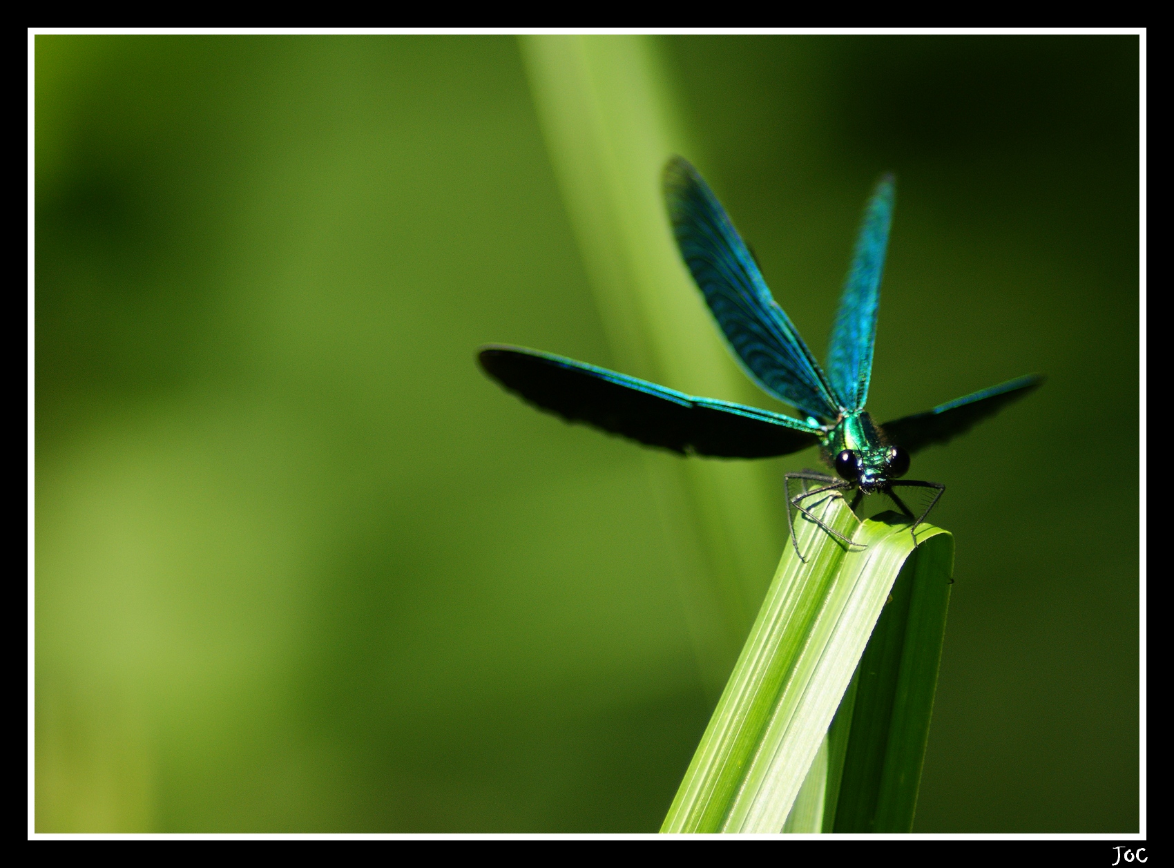 Fonds d'cran Animaux Insectes - Libellules Libellules