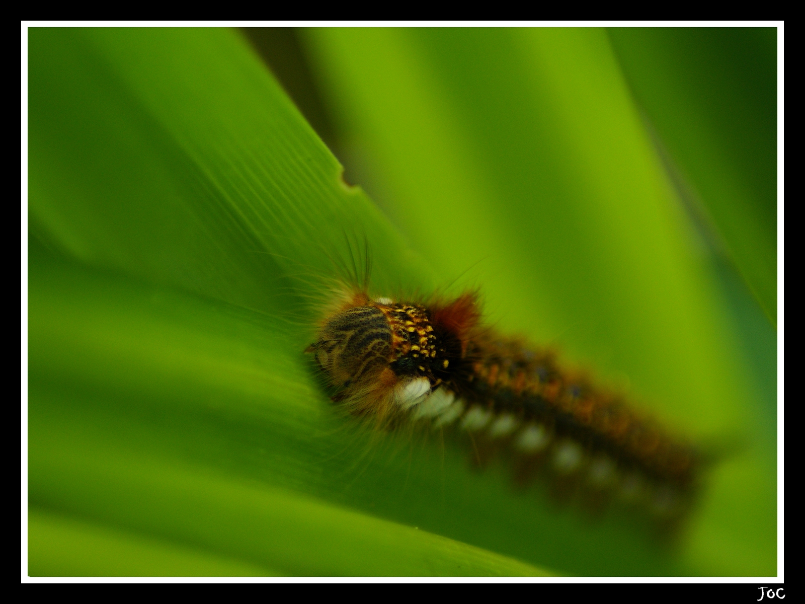 Wallpapers Animals Insects - Caterpillars Chenille2