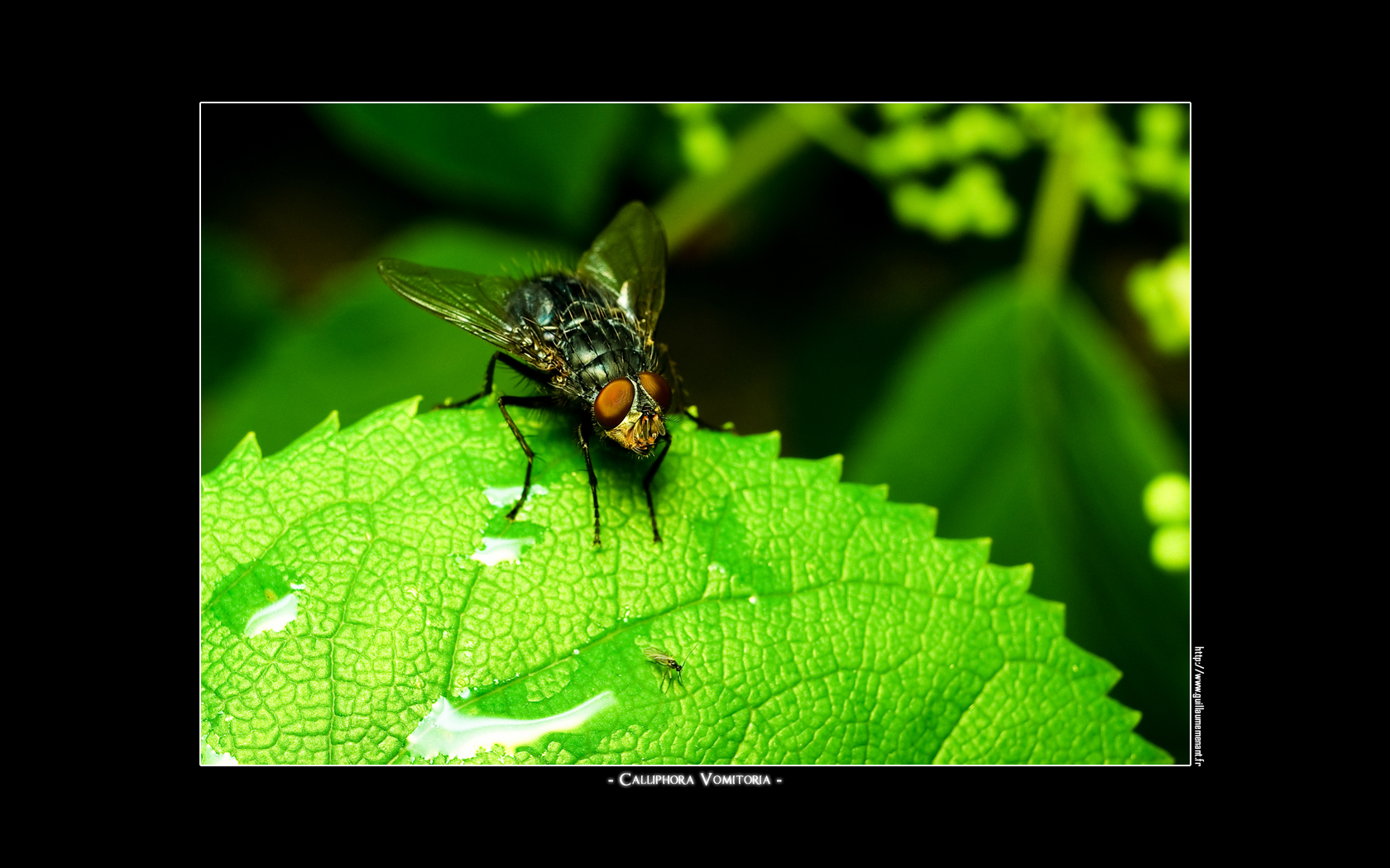 Wallpapers Animals Insects - Flies Calliphora Vomitoria