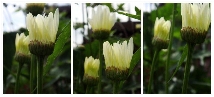 Fonds d'cran Nature Fleurs Marguerites