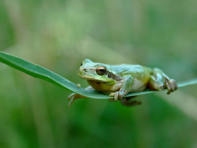 Fonds d'cran Animaux Grenouilles - Crapauds Grenouille verte