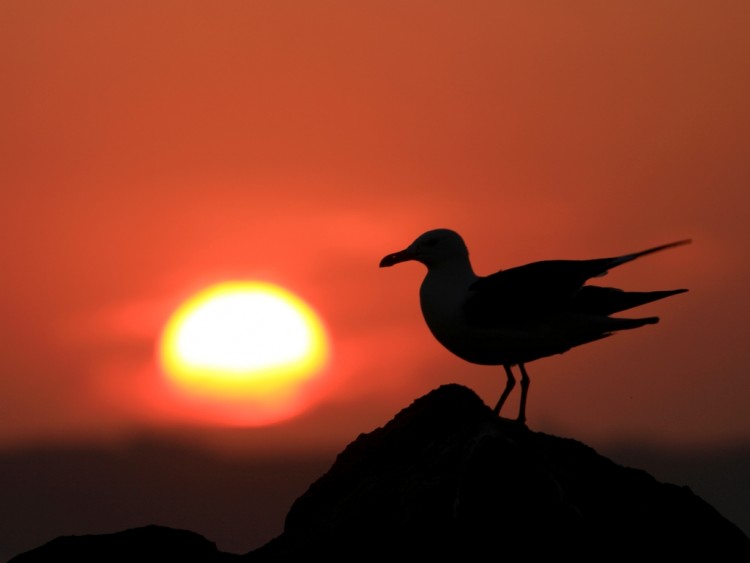 Fonds d'cran Animaux Oiseaux - Mouettes et Golands Goland brun / Lesser Black-backed Gull