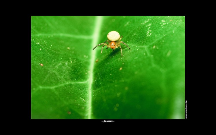 Wallpapers Animals Spiders Araigne