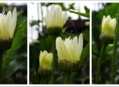 Fonds d'cran Nature Marguerites