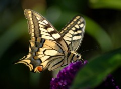 Fonds d'cran Animaux papillon