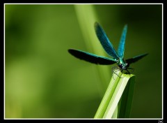 Fonds d'cran Animaux Libellules