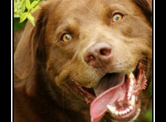 Fonds d'cran Animaux chien Sympa