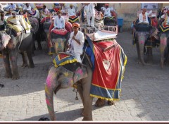 Wallpapers Animals Fort Amber Jaipur - Rajasthan