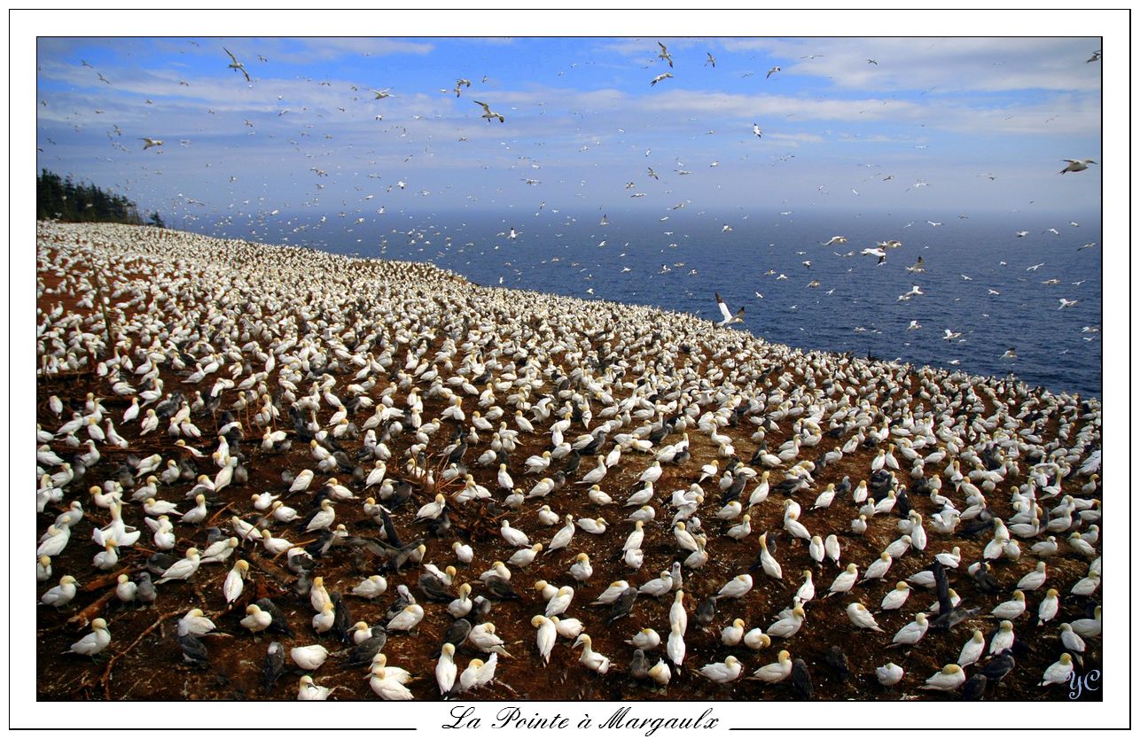 Wallpapers Animals Birds - Fou de Bassan La Pointe  Margaulx