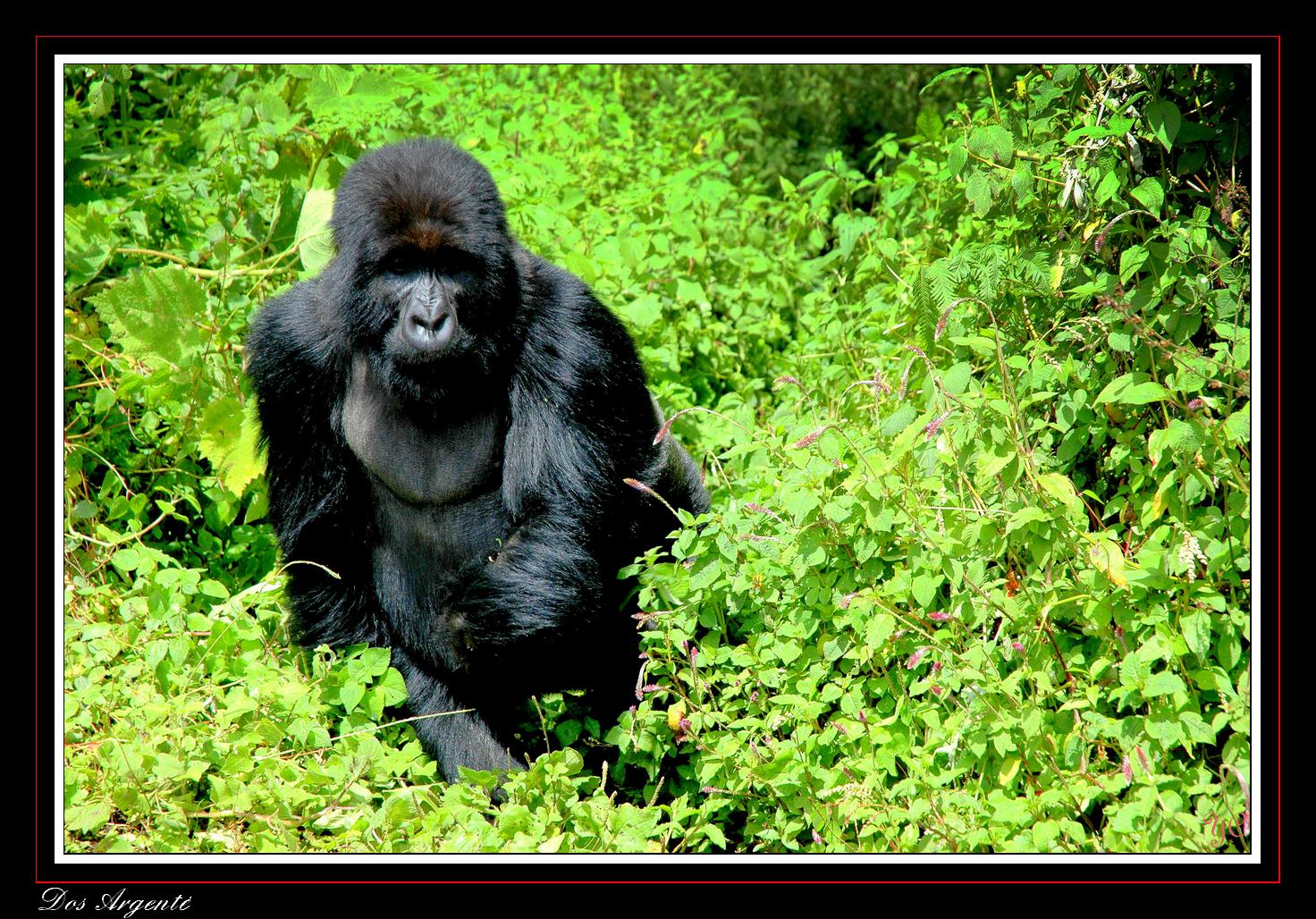 Fonds d'cran Animaux Singes Dos Argent