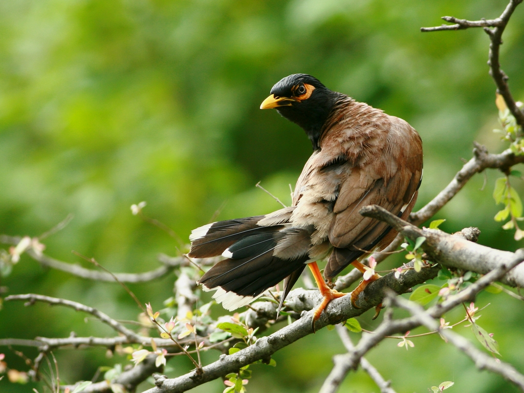 Fonds d'cran Animaux Oiseaux - Merles Martin triste