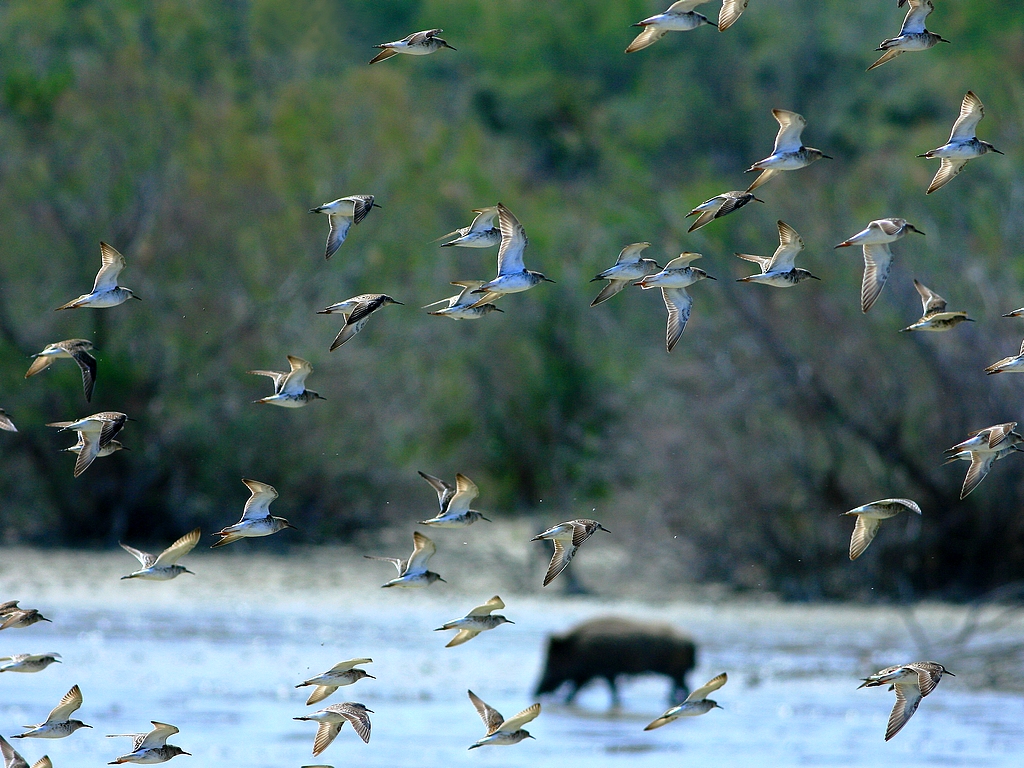 Fonds d'cran Animaux Oiseaux - Limicoles Vol de combattants