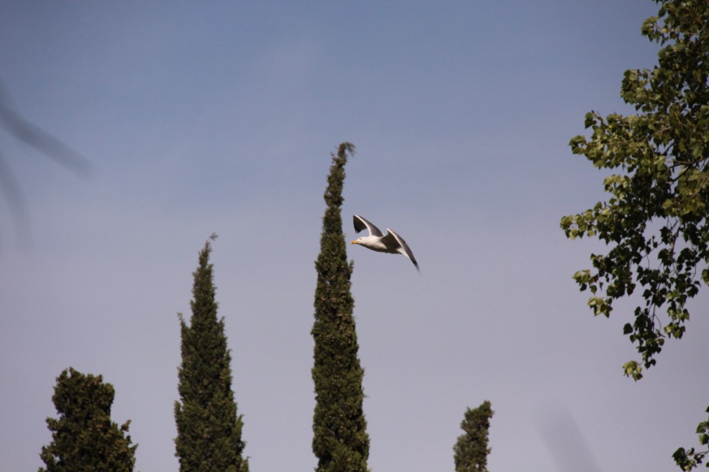 Fonds d'cran Animaux Oiseaux - Mouettes et Golands en plein vol