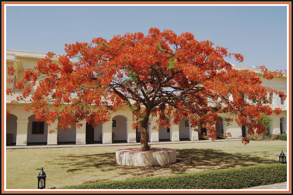 Fonds d'cran Voyages : Asie Inde Flamboyant  Sariska - Rajasthan