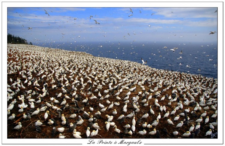 Wallpapers Animals Birds - Fou de Bassan La Pointe  Margaulx