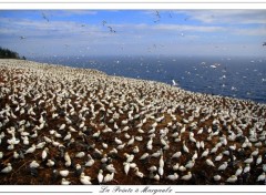 Fonds d'cran Animaux La Pointe  Margaulx