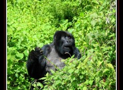 Fonds d'cran Animaux Rwanda - Gorille de Montagne