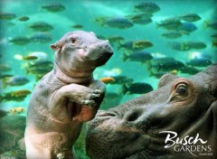 Fonds d'cran Animaux Hippo