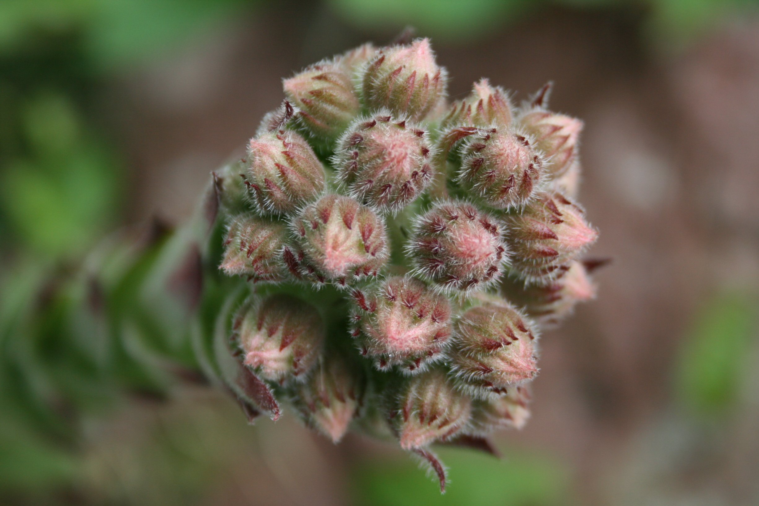 Wallpapers Nature Flowers Oeillet de rocher