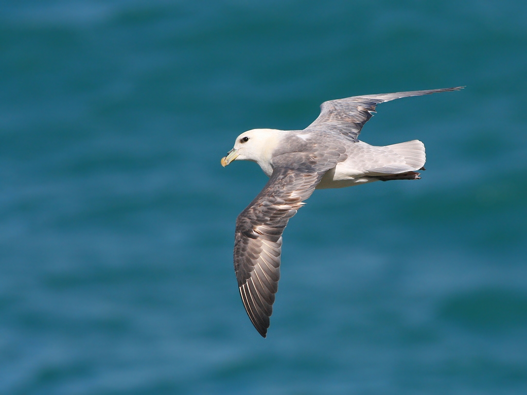 Fonds d'cran Animaux Oiseaux - Mouettes et Golands Fulmar boral