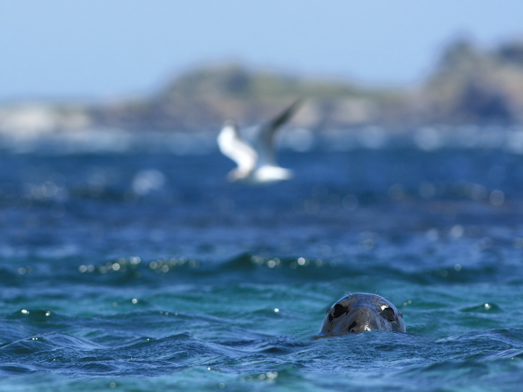 Fonds d'cran Animaux Vie marine - Phoques Phoque gris / Grey Seal