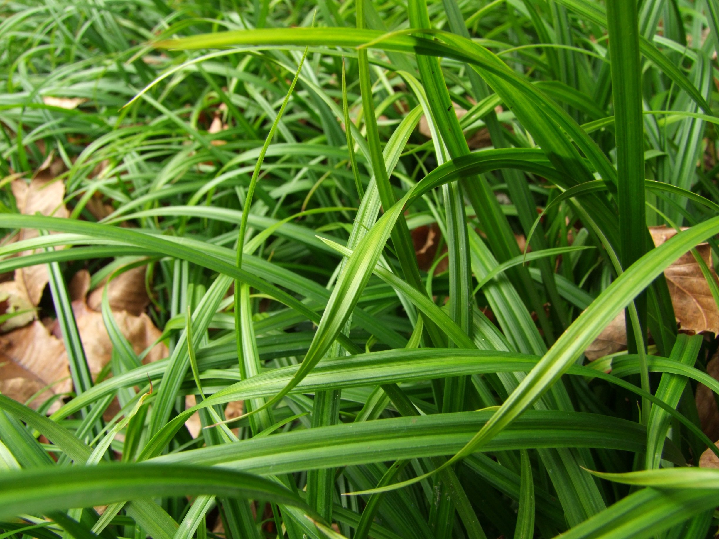 Fonds d'cran Nature Herbes Grass Of Normandy