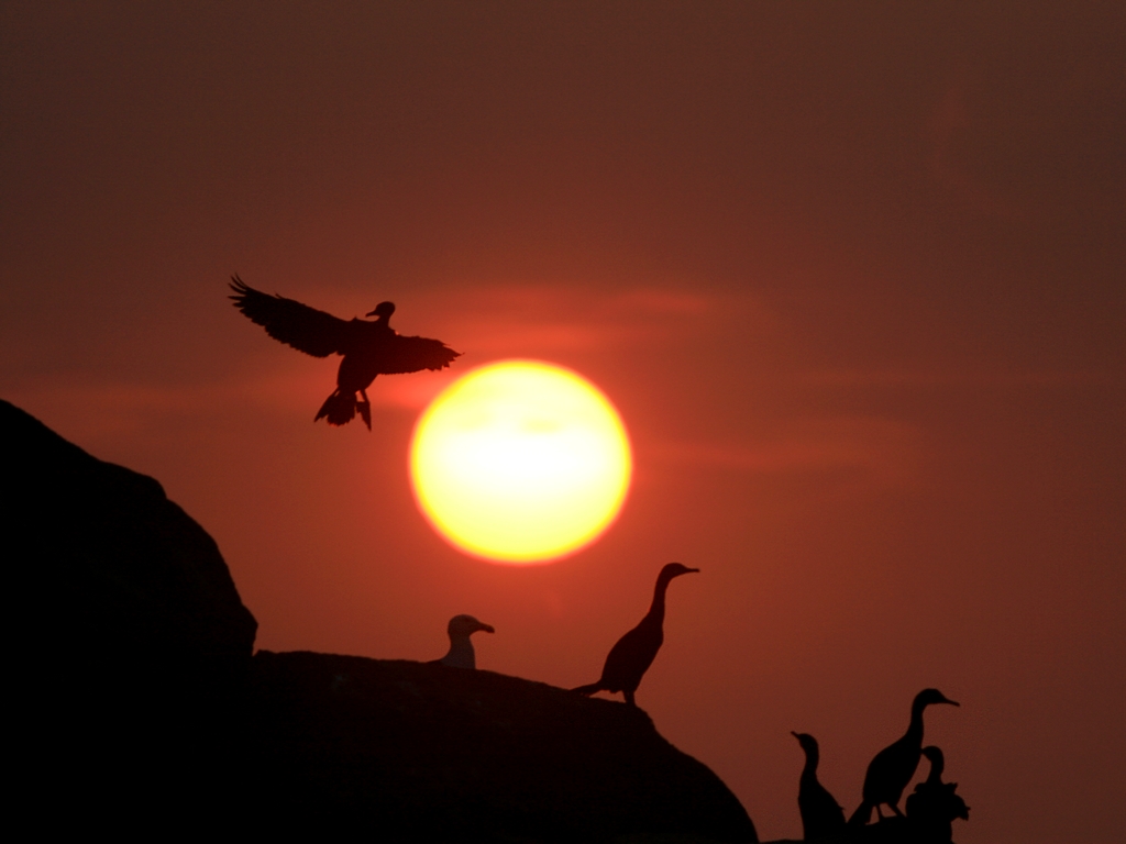 Wallpapers Animals Birds - Cormorants Cormoran hupp / European Shag