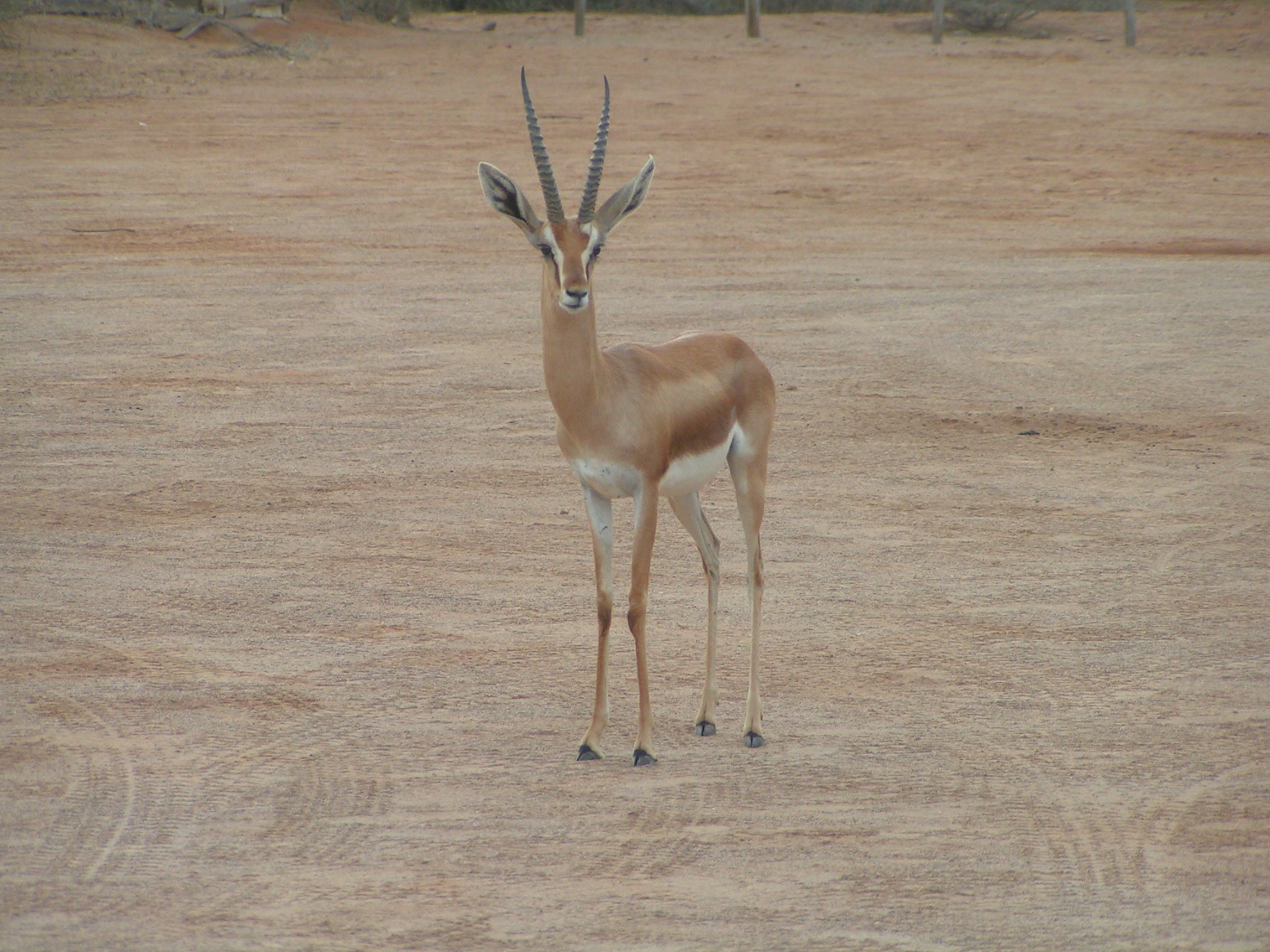 Fonds d'cran Animaux Antilopes antilope a djibouti