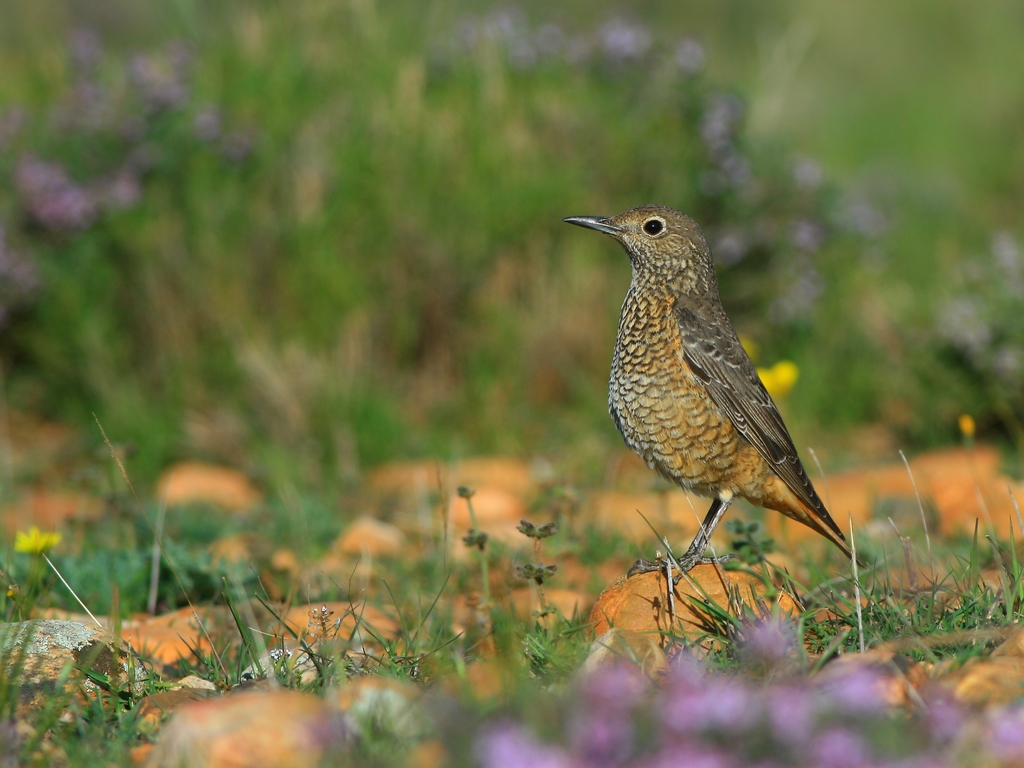 Fonds d'cran Animaux Oiseaux - Passereaux Merle de Roche