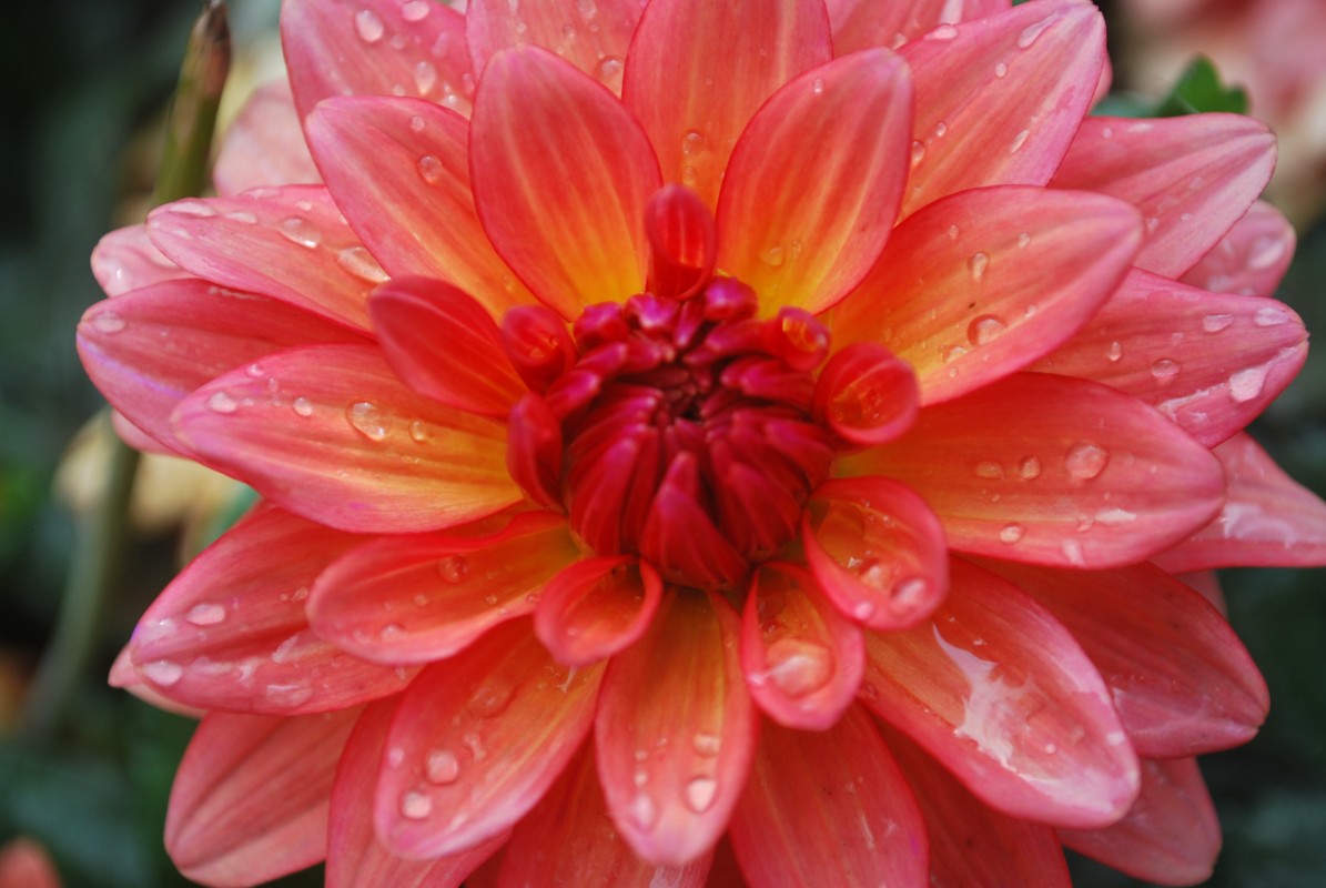 Fonds d'cran Nature Fleurs Dahlia