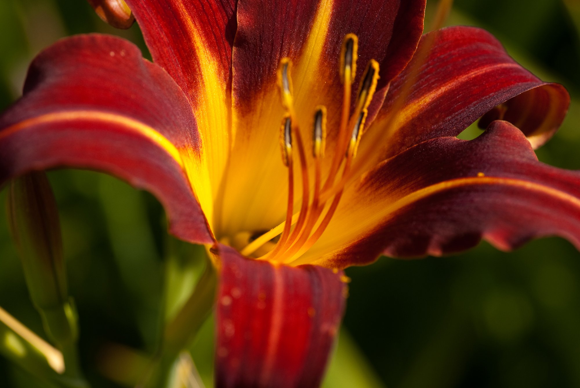 Fonds d'cran Nature Fleurs Belle fleur au couleur d'un coucher de soleil