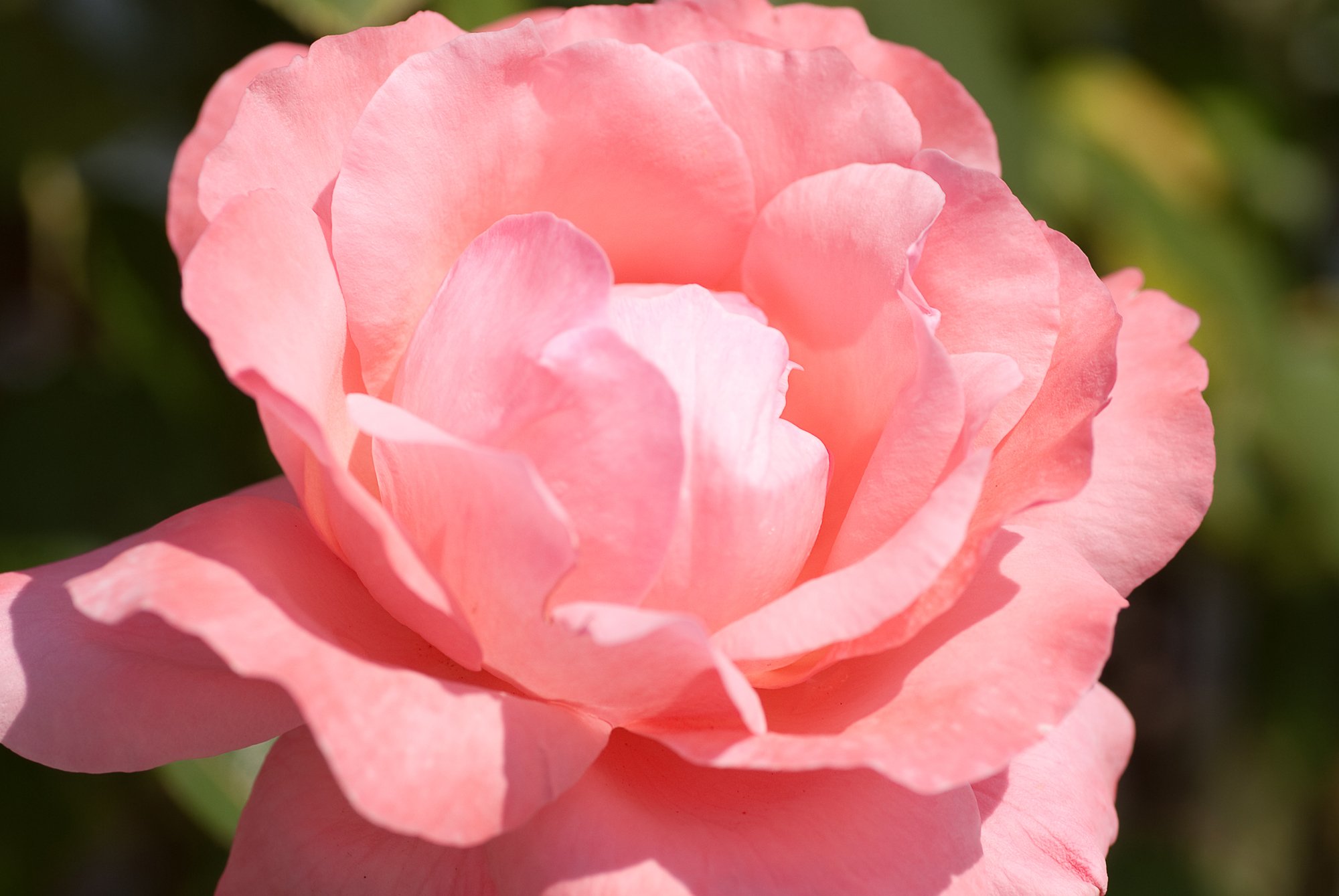 Fonds d'cran Nature Fleurs kiss from a rose