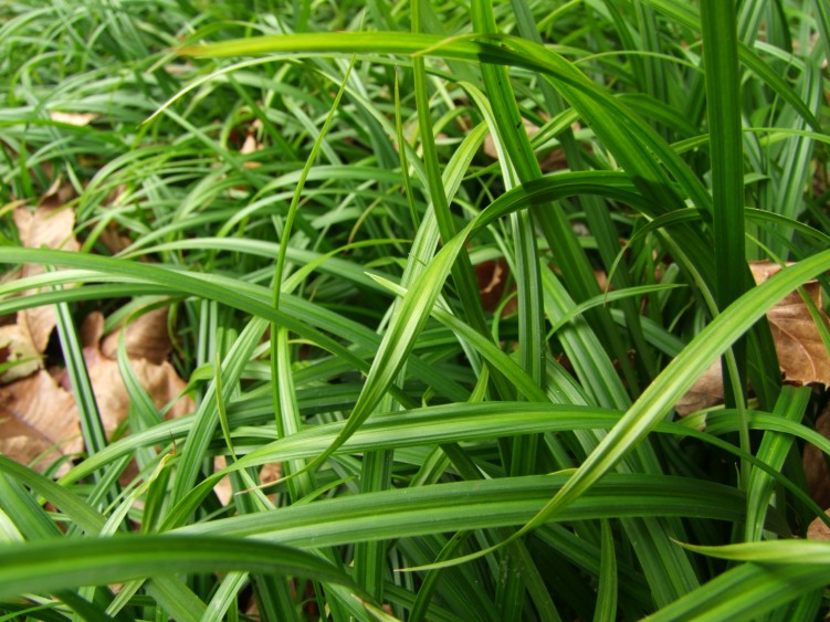 Fonds d'cran Nature Herbes Grass Of Normandy