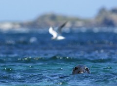 Fonds d'cran Animaux Phoque gris / Grey Seal