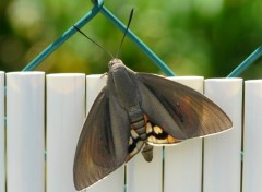 Fonds d'cran Animaux Papillon inconnu...