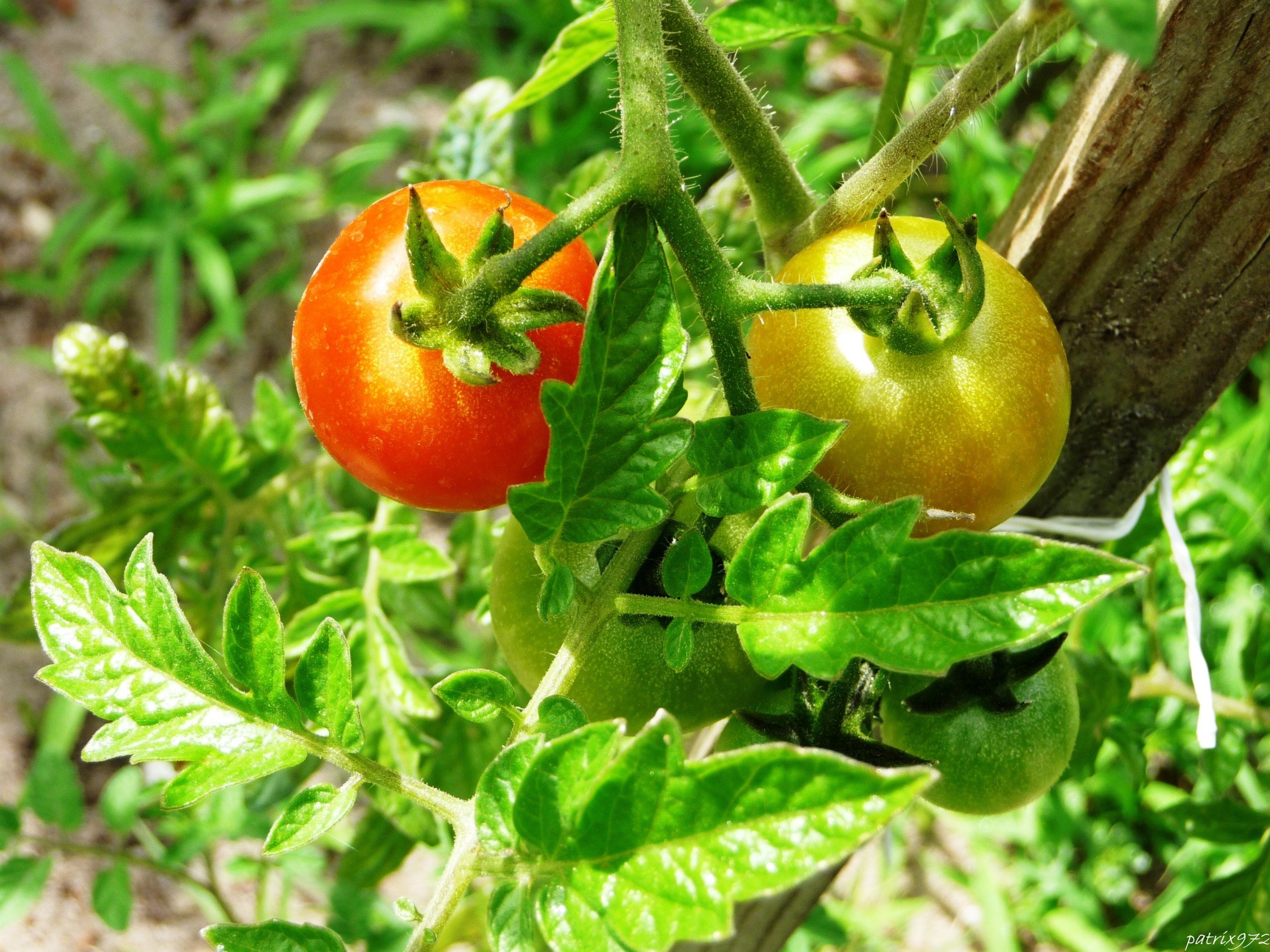 Wallpapers Nature Vegetables tomates du potager