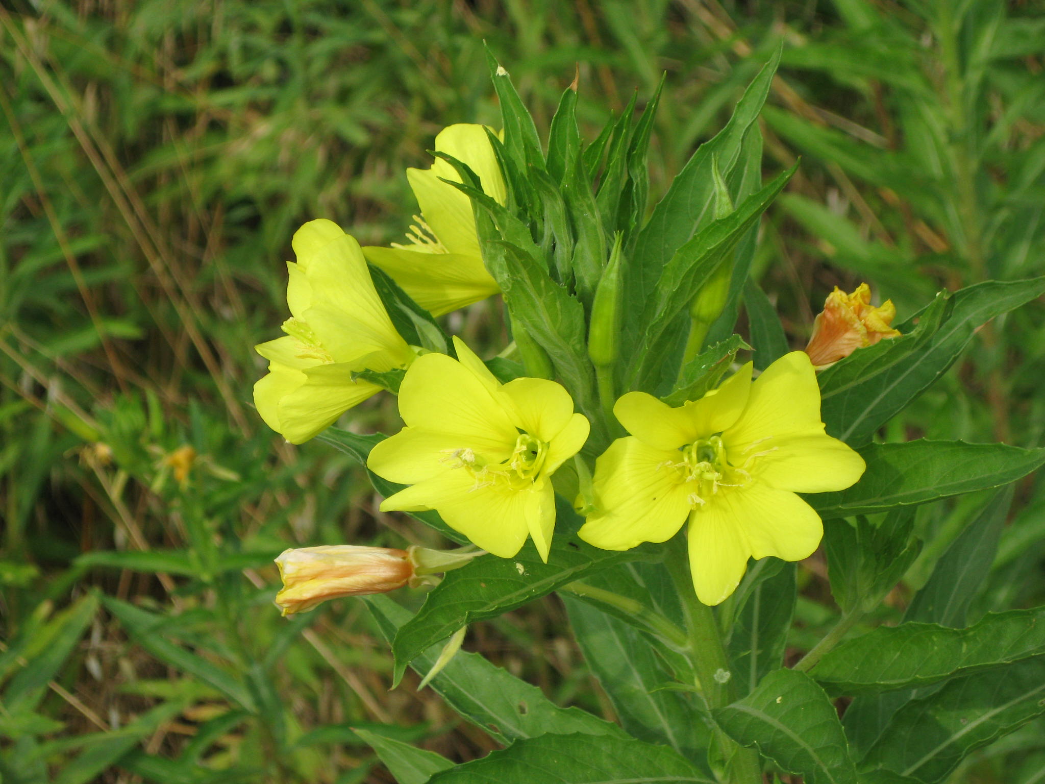 Fonds d'cran Nature Fleurs 