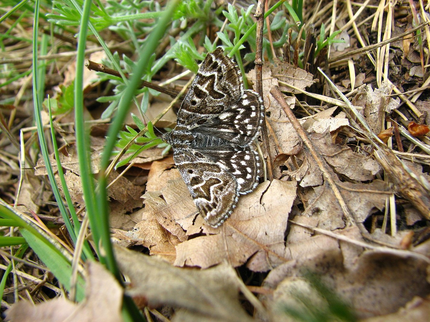 Fonds d'cran Animaux Insectes - Papillons Callistege mi