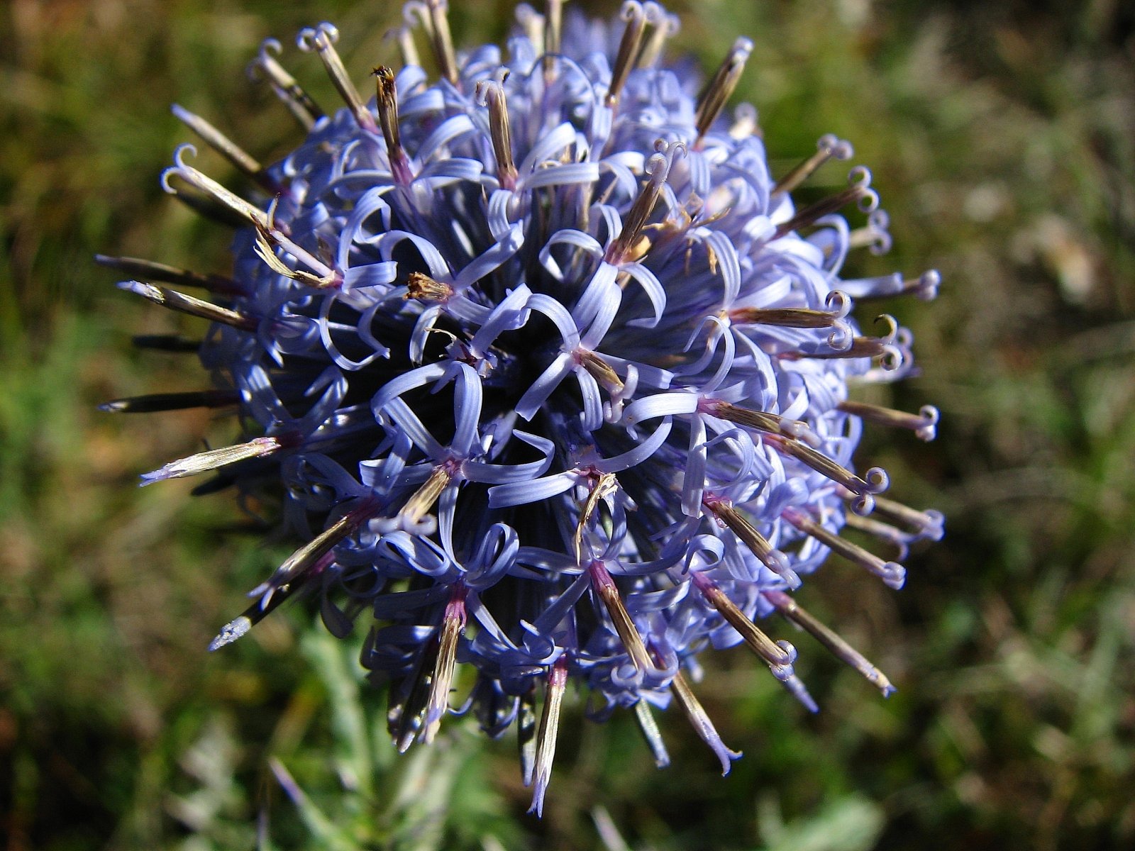 Fonds d'cran Nature Fleurs Echinops