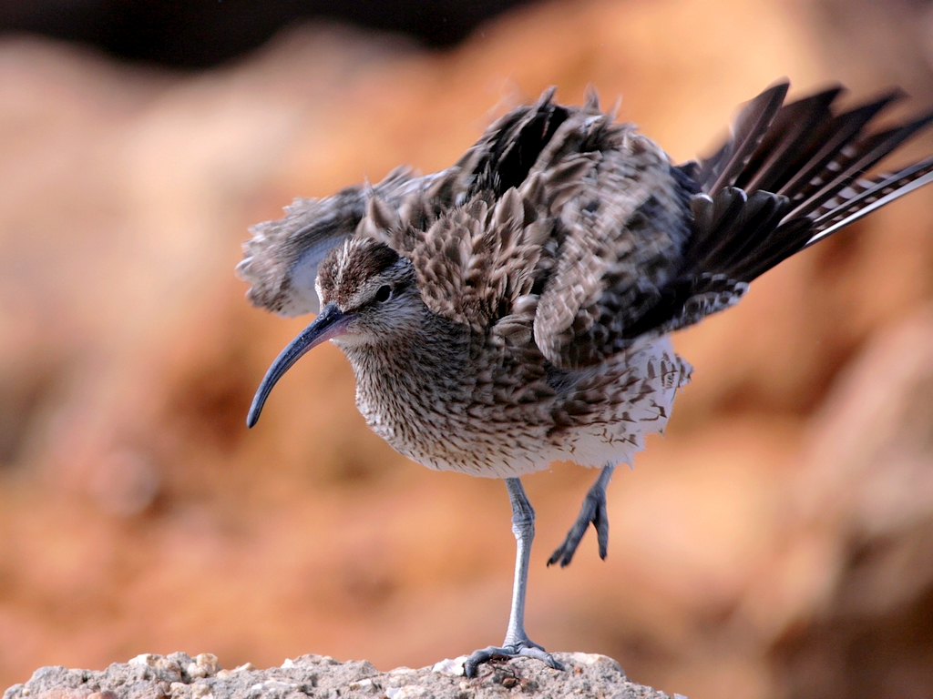 Wallpapers Animals Birds - Shorebirds Courlis corlieu