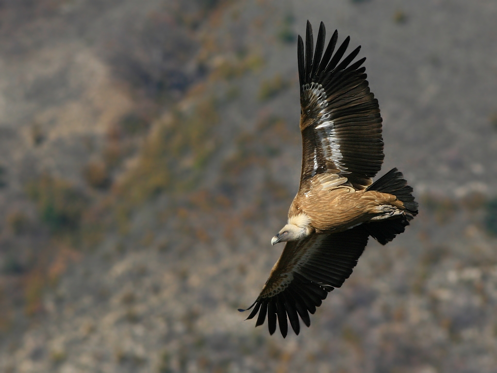 Fonds d'cran Animaux Oiseaux - Vautours Vautour des Baronnies