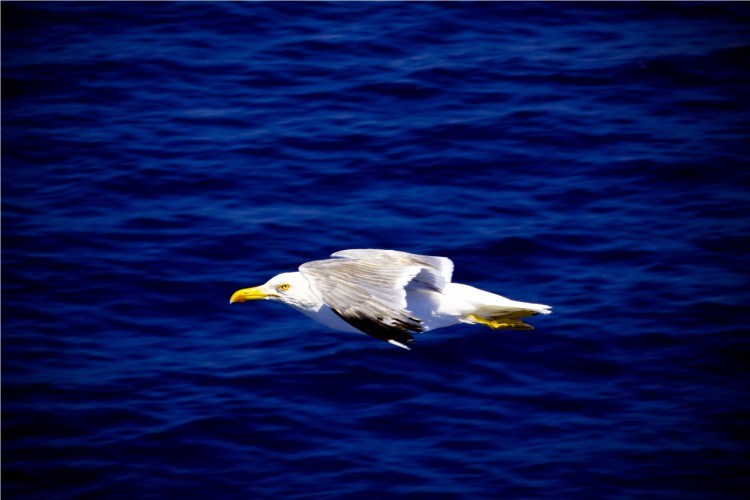 Wallpapers Animals Birds - Gulls Wallpaper N239370