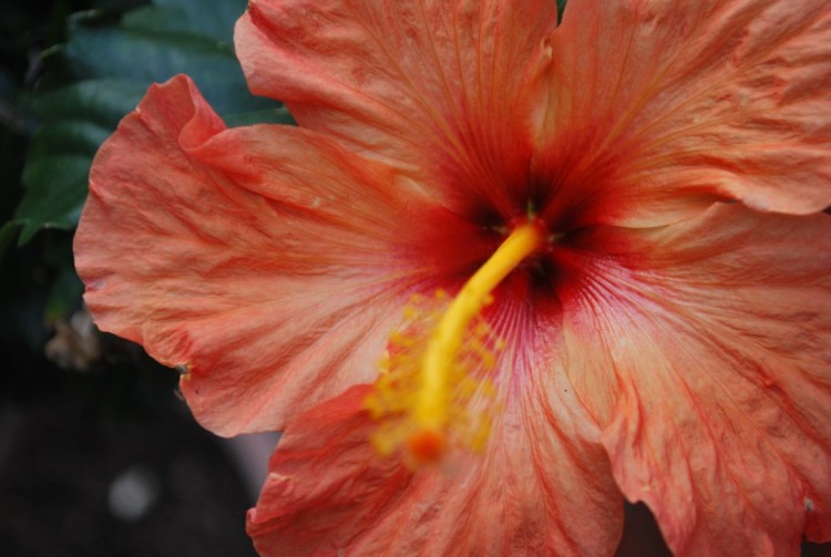 Wallpapers Nature Flowers Hibiscus