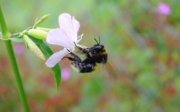 Fonds d'cran Animaux Insectes - Abeilles Gupes ... butinage