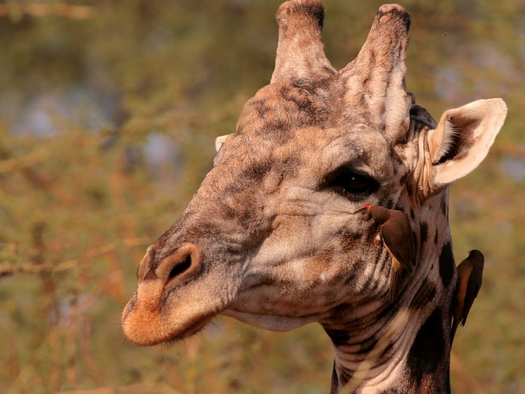 Fonds d'cran Animaux Girafes Girafe Sngalaise