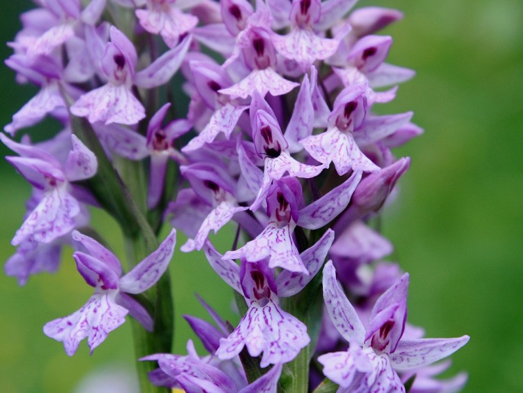 Fonds d'cran Nature Fleurs Dactylorhiza sp.