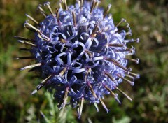 Fonds d'cran Nature Echinops